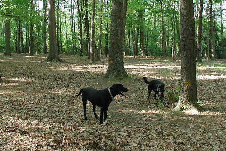North Hills Dog Park dog park